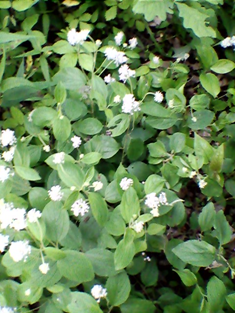 Green Tea made in
USA, wild harvested, fresh slow dried with
pride